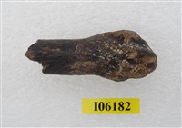 藏品(虎掌骨指骨)的圖片